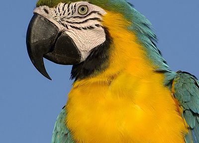 птицы, попугаи, ара, Синий и желтый ара - обои на рабочий стол