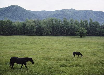 природа, леса, поля, лошади, Теннесси, Национальный парк, Грейт-Смоки- горы - обои на рабочий стол