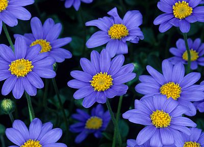 синие цветы - обои на рабочий стол