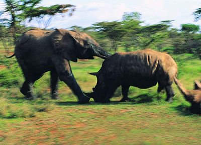 животные, носорог, слоны - обои на рабочий стол