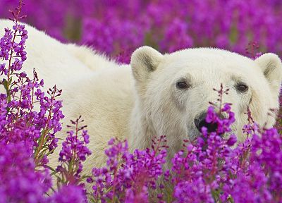 животные, Национальный парк, белые медведи, фиолетовые цветы - похожие обои для рабочего стола