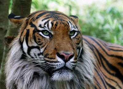 Япония, природа, животные, тигры - обои на рабочий стол