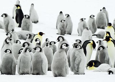 снег, пингвины - обои на рабочий стол