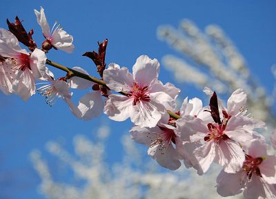 цветы, цветение, весна - похожие обои для рабочего стола