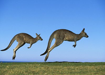 животные, кенгуру - обои на рабочий стол