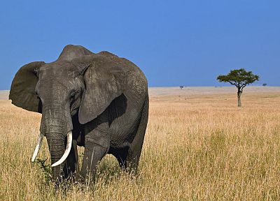 животные, слоны - случайные обои для рабочего стола