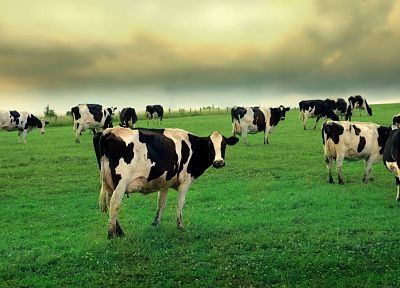 животные, трава, коровы - обои на рабочий стол