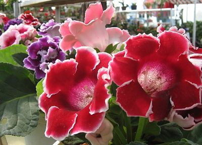 цветы - случайные обои для рабочего стола