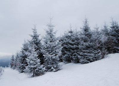 снег, деревья - случайные обои для рабочего стола