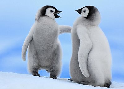 пингвины, птенцы - обои на рабочий стол