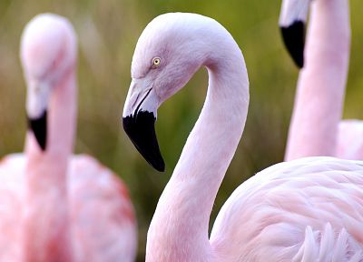 розовый цвет, птицы, фламинго - обои на рабочий стол