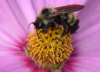 цветы, насекомые, пчелы - обои на рабочий стол