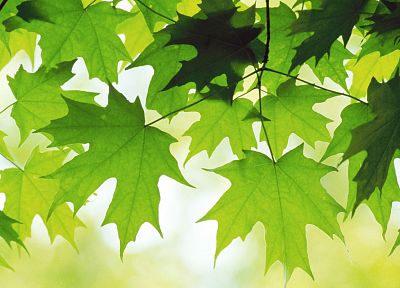 зеленый, листья - случайные обои для рабочего стола