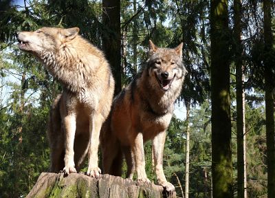 волки - случайные обои для рабочего стола