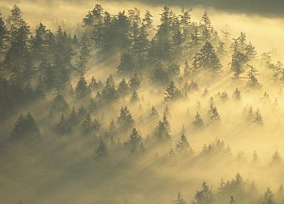 леса, туман, Национальный парк, Вашингтон, Маунт-Рейнир - обои на рабочий стол