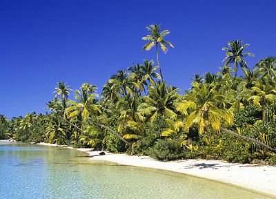 острова Кука, кокосовое, Grove - обои на рабочий стол