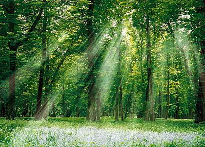 леса, солнечный свет, волшебный - случайные обои для рабочего стола