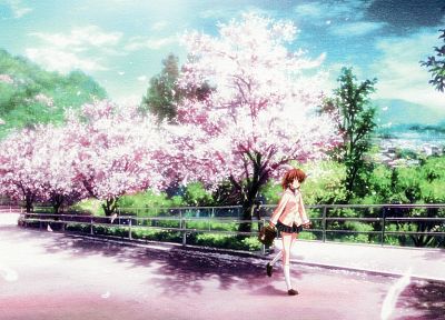 вишни в цвету, Clannad, Фурукава Нагиса - случайные обои для рабочего стола