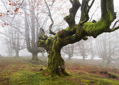 деревья, туман, мох - случайные обои для рабочего стола