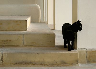 кошки, лестницы - обои на рабочий стол