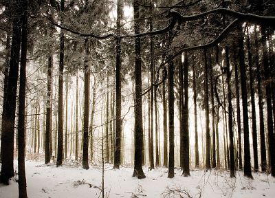 снег, деревья, леса - копия обоев рабочего стола