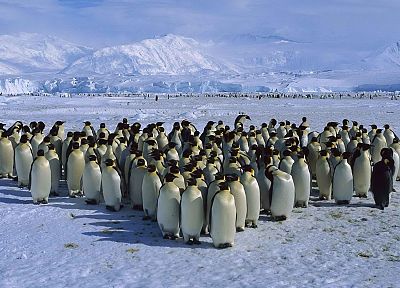 лед, снег, пингвины, император, накидки, Антарктида, море - оригинальные обои рабочего стола