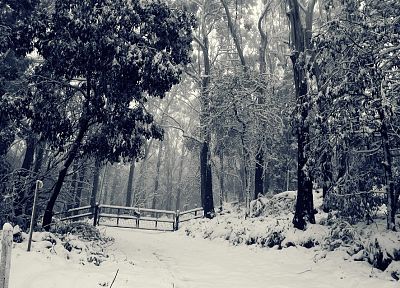 пейзажи, природа, зима, снег, деревья, заборы, леса - оригинальные обои рабочего стола