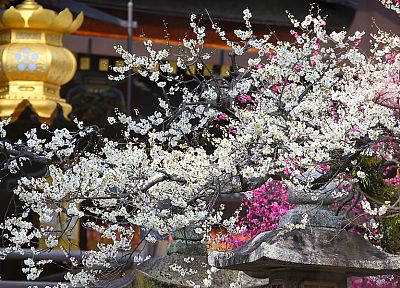 Япония, вишни в цвету, цветы, весна, азиатской архитектуры, японский фонарь - случайные обои для рабочего стола
