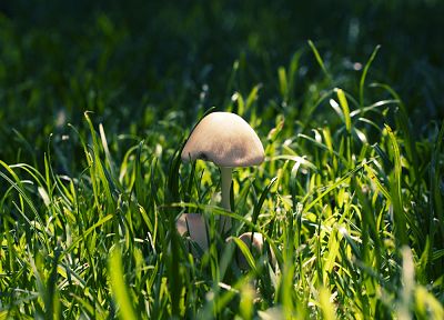 трава, грибы - обои на рабочий стол