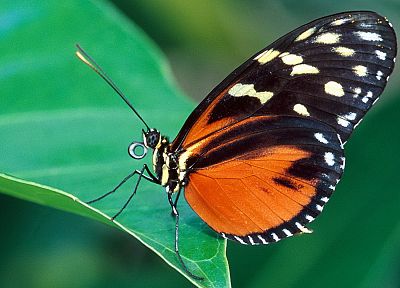 природа, насекомые, бабочки - случайные обои для рабочего стола