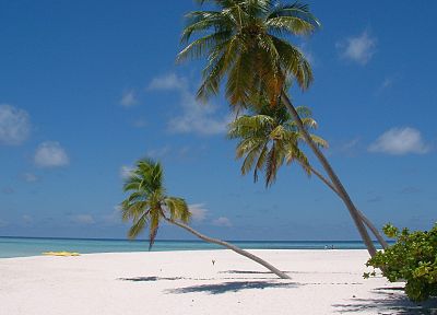 песок, пальмовые деревья, пляжи - случайные обои для рабочего стола
