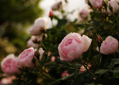 цветы, растения, розы, розовые цветы - оригинальные обои рабочего стола