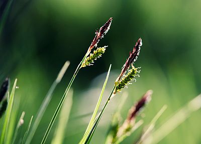 природа, трава, макро - случайные обои для рабочего стола