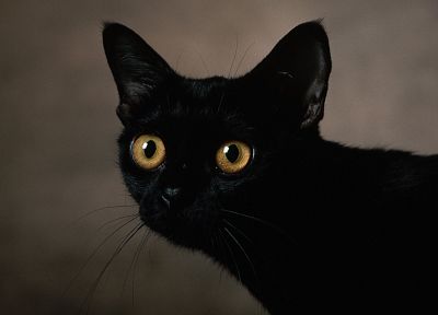 глаза, кошки, животные, Черный кот, домашние питомцы - обои на рабочий стол