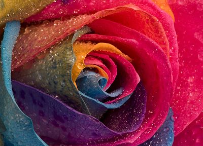 многоцветный, цветы, капли воды, макро, розы - копия обоев рабочего стола
