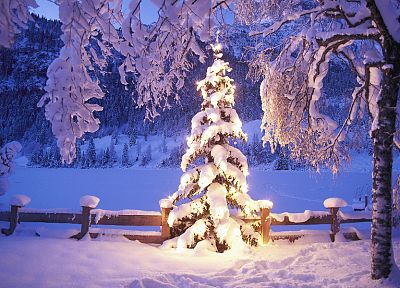 зима, снег, деревья, огни, рождество - обои на рабочий стол