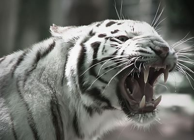 животные, белый тигр - похожие обои для рабочего стола