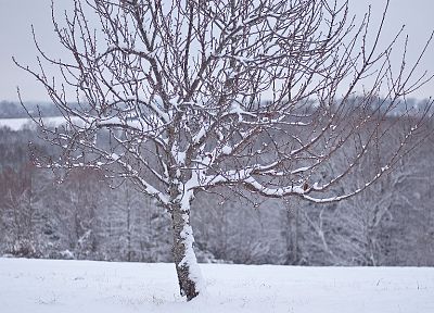 снег, деревья, белый - случайные обои для рабочего стола