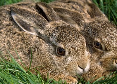 животные, кролики - похожие обои для рабочего стола