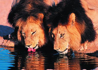 животные, кошачьи, Африка, львы, питьевой - обои на рабочий стол