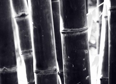 бамбук, отрицательный - случайные обои для рабочего стола