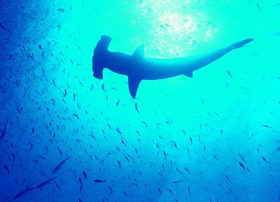 рыба, акулы, Hammerhead Shark - случайные обои для рабочего стола