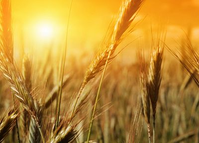 природа, поля, лето, пшеница, солнечный свет - обои на рабочий стол