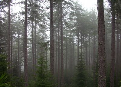 деревья, леса, туман, туман - копия обоев рабочего стола