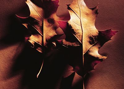 осень, листья, макро, опавшие листья - обои на рабочий стол