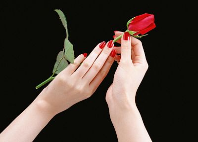 цветы, руки, розы - обои на рабочий стол