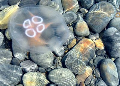 камни, медуза, недопустимый тег - случайные обои для рабочего стола