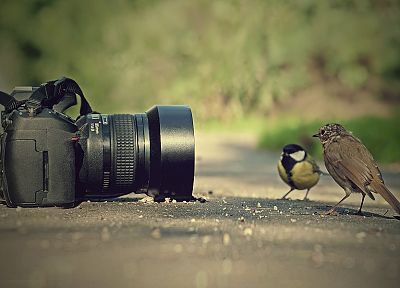 птицы, камеры - обои на рабочий стол