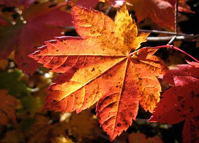 природа, лист, осень, листья, растения, кленовый лист - копия обоев рабочего стола