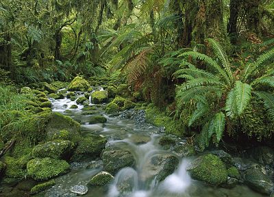поток, Новая Зеландия, Национальный парк - обои на рабочий стол